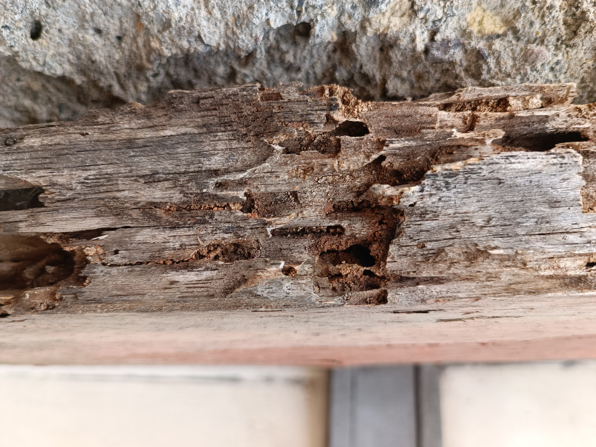 Close-up of termite-damaged wooden beam.