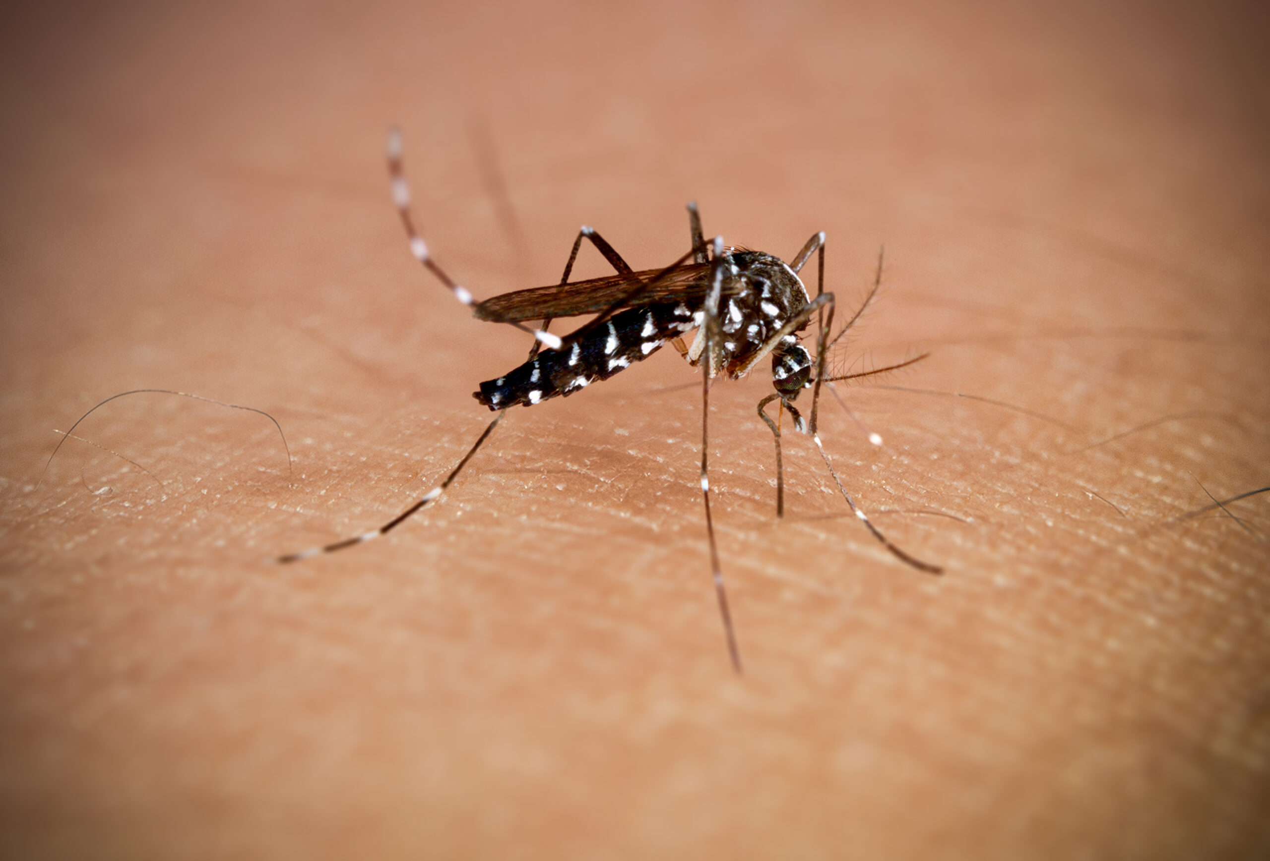 Mosquito on human skin, close-up view.