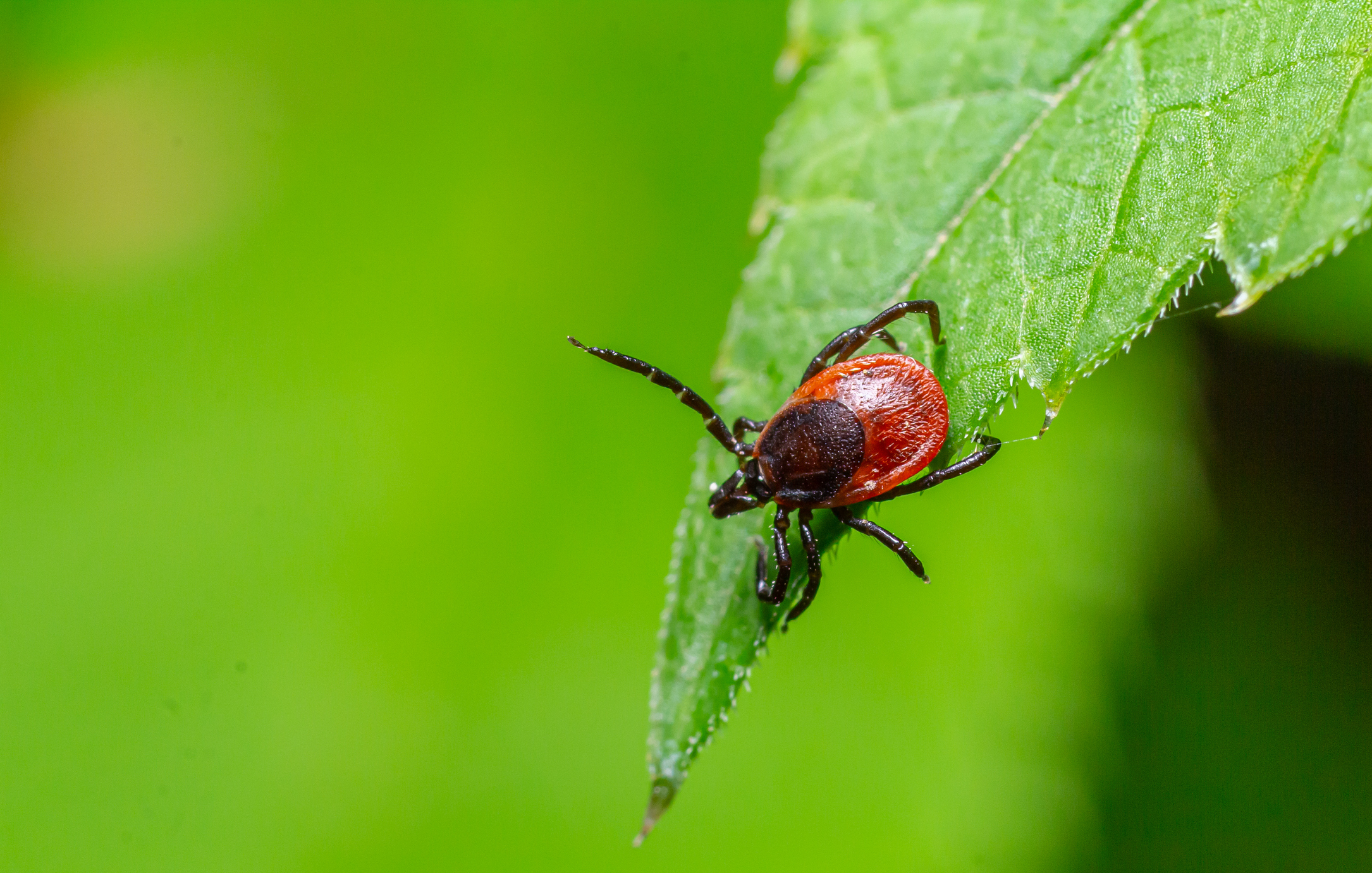 Tick on green leaf in close-up view.