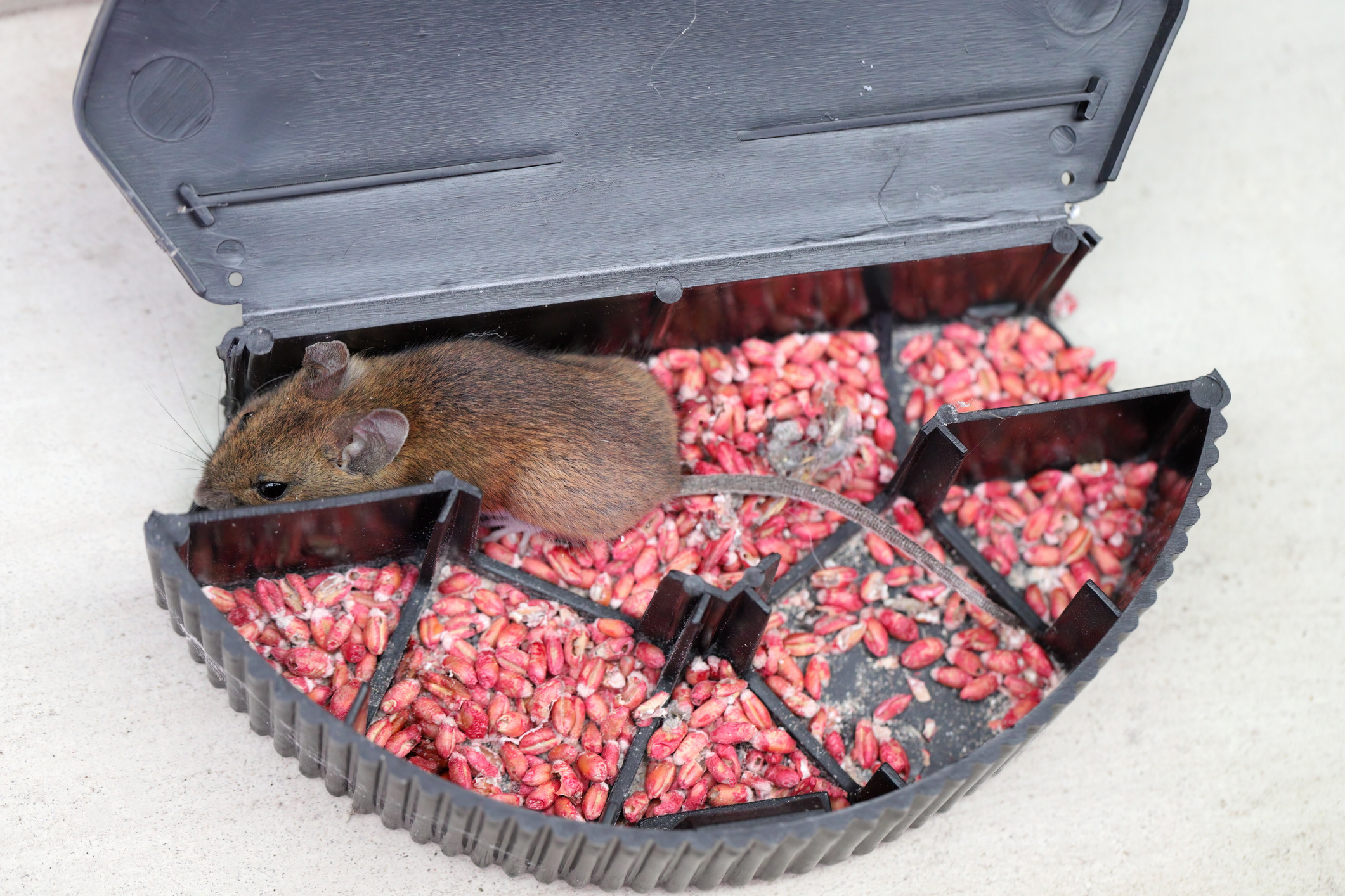 Mouse inside bait station with red pellets.