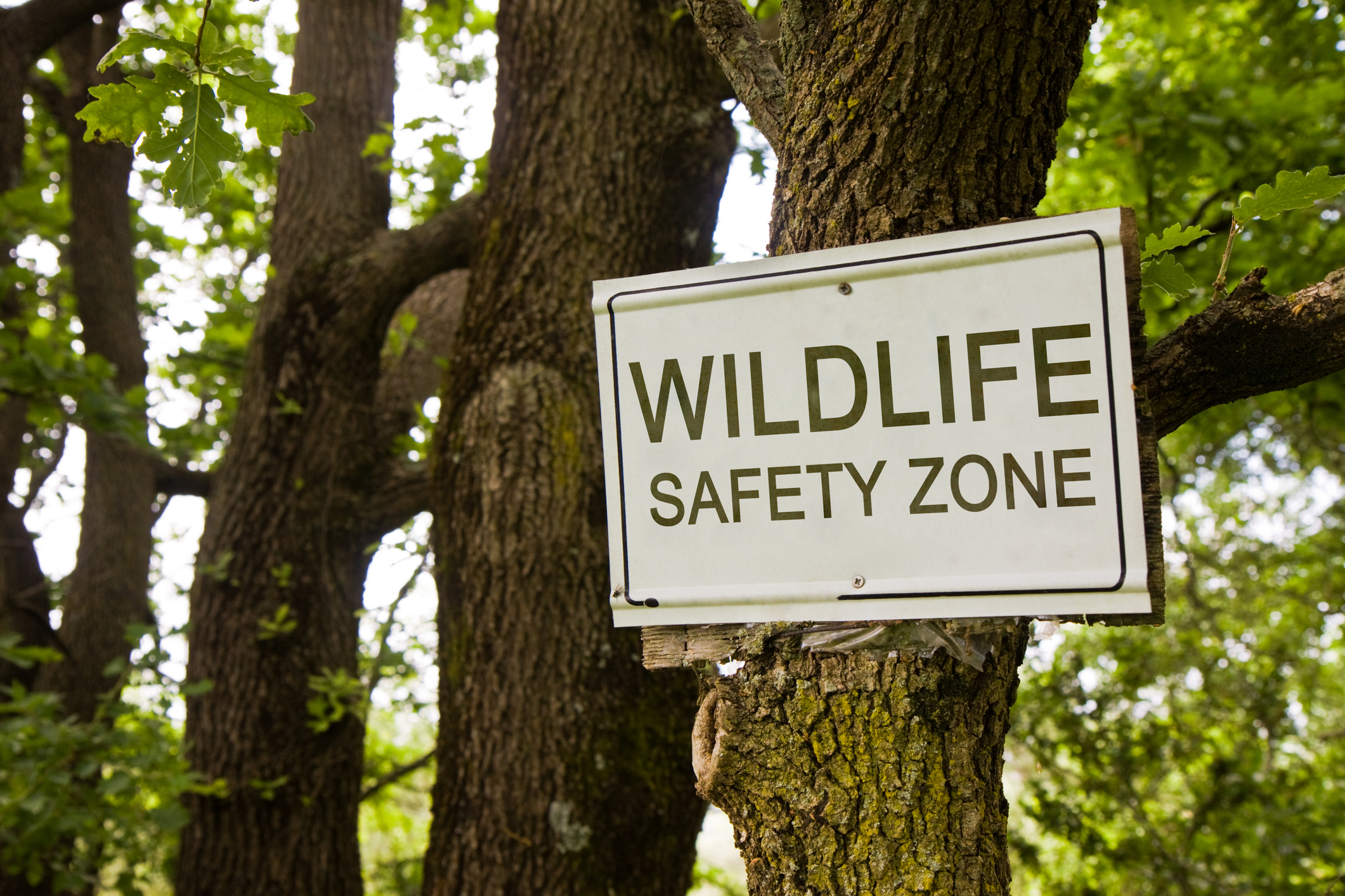 Wildlife safety zone sign on tree.