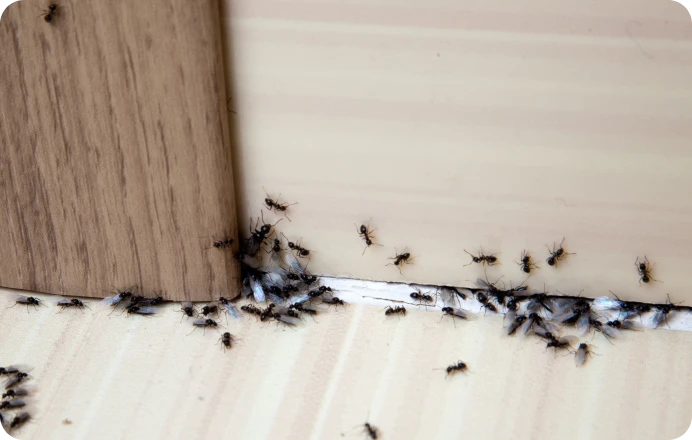 Ants crawling along a floor corner.